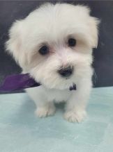 Special and great Maltese puppies.