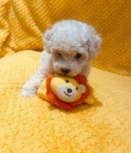 Stunning Bichon Frise Puppies for sale ( awesomepets201@gmail.com )