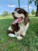 Sweet er Spaniel Puppies For Adoption