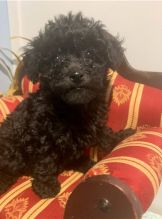 Toy Poodle puppies for great homes