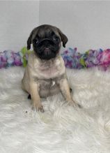 Trained Pug puppies for re-homing