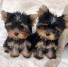 Yorkie puppies for adoption (smithmarieann99@gmail.com)