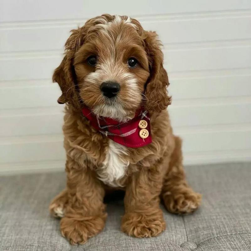 Cavapoo puppies for adoption (alishaken896@gmail.com) Image eClassifieds4u