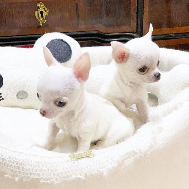 Chihuahua puppies for adoption [gracecatlin6@gmail.com ] Image eClassifieds4u