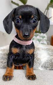 Dachshund Puppies For Adoption(smithpatience13@gmail.com) Image eClassifieds4u