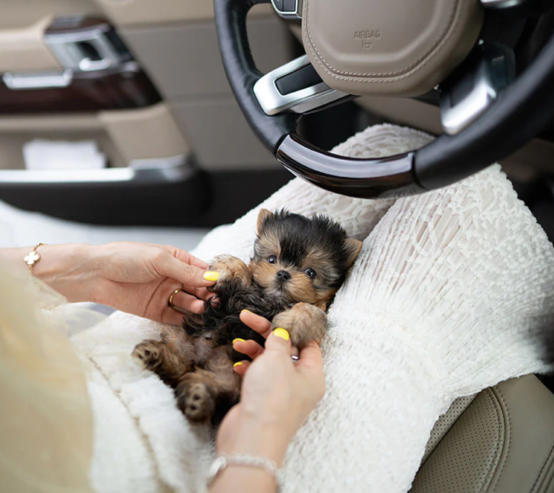 Full pedigree Yorkshire terrier miniature Image eClassifieds4u