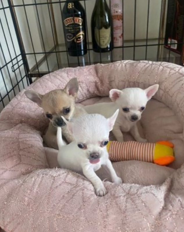 KC registered Chihuahua girl and boy Image eClassifieds4u