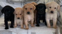 🦮 STUNNING KC REG LABRADOR PUPPYS🦮 Image eClassifieds4u 2
