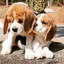 Beagle puppies for adoption(stancyvalma@gmail.com) Image eClassifieds4U