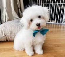 Cavapoo puppies for adoption (alishaken896@gmail.com) Image eClassifieds4U