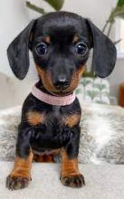 Dachshund Puppies For Adoption(smithpatience13@gmail.com) Image eClassifieds4U