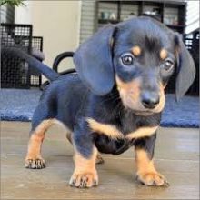 Dachshund Puppies For Adoption(smithpatience13@gmail.com) Image eClassifieds4U
