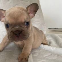 Gorgeous French bulldog pups are available Image eClassifieds4u 2