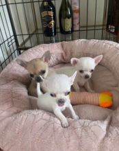 KC registered Chihuahua girl and boy Image eClassifieds4u 2