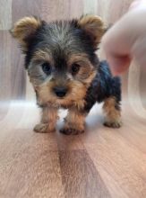 Male and Female Yorkie Puppies Image eClassifieds4u 1