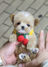 Maltipoo puppies available Image eClassifieds4u 2