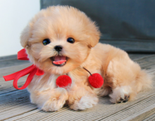 Maltipoo puppies available Image eClassifieds4u 1