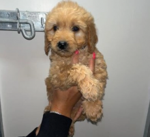 Miniature Goldendoodle pups Image eClassifieds4u 2