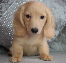 MINIATURE KC DACHSHUND PUPPY FOR SALE Image eClassifieds4u 1