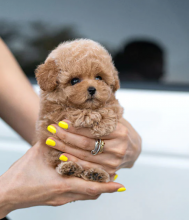 miniature poodle pups from HEALTH TESTED PARENTS Image eClassifieds4u 2