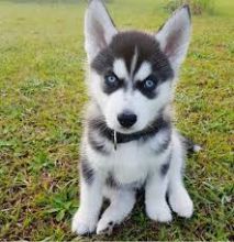 Siberian Husky puppies for adoption (elizabethjames11321@gmail.com) Image eClassifieds4U