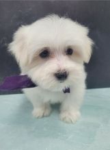 Special and great Maltese puppies. Image eClassifieds4u 1