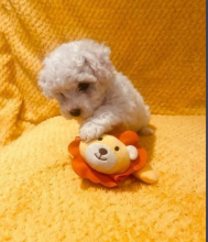 Stunning Bichon Frise Puppies for sale ( awesomepets201@gmail.com ) Image eClassifieds4u 2