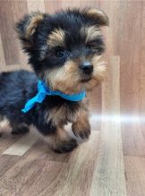 Toy Poodle puppies for great homes Image eClassifieds4u 2