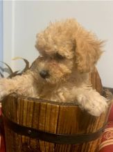 Toy Poodle puppies for great homes Image eClassifieds4u 2