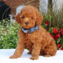 Toy Poodles puppies for adoption (stellajames1243@gmail.com) Image eClassifieds4U