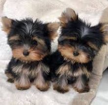 Yorkie puppies for adoption (smithmarieann99@gmail.com) Image eClassifieds4U