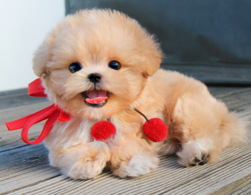 Maltipoo puppies available Image eClassifieds4u
