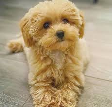 Maltipoo puppies for Adoption(suzanmoore73@gmail.com) Image eClassifieds4u