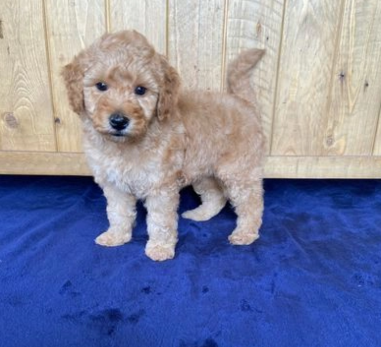 Miniature Goldendoodle pups Image eClassifieds4u