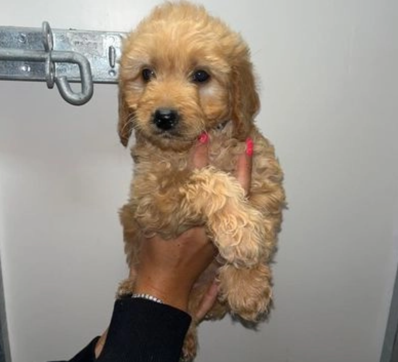 Miniature Goldendoodle pups Image eClassifieds4u