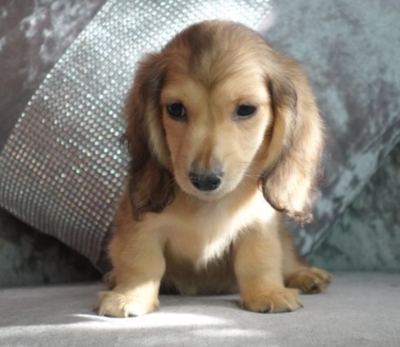MINIATURE KC DACHSHUND PUPPY FOR SALE Image eClassifieds4u