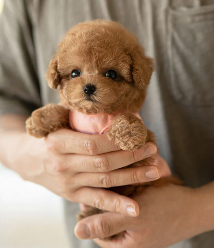 miniature poodle pups from HEALTH TESTED PARENTS Image eClassifieds4u