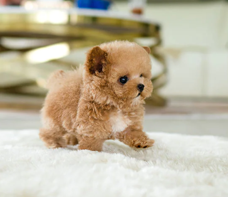 miniature poodle pups from HEALTH TESTED PARENTS Image eClassifieds4u