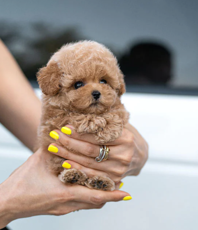 miniature poodle pups from HEALTH TESTED PARENTS Image eClassifieds4u