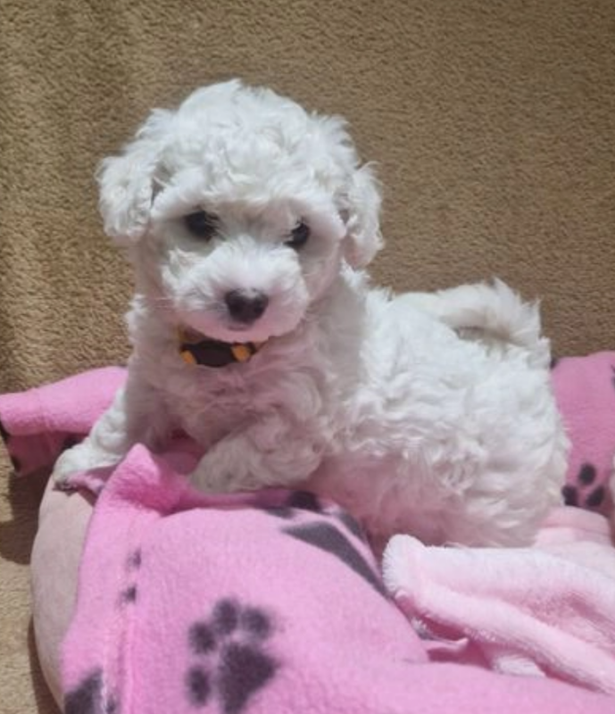 Stunning Bichon Frise Puppies for sale ( awesomepets201@gmail.com ) Image eClassifieds4u