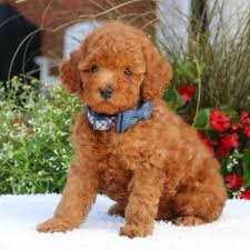 Toy Poodles puppies for adoption (stellajames1243@gmail.com) Image eClassifieds4u
