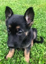 Adorable German Shepherd Puppies