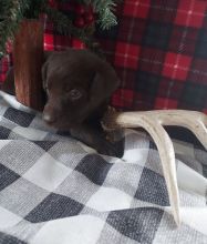 Beautiful Labrador Retriever Puppies available for re homing