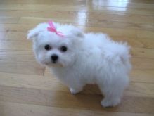 Charming male and female Maltese pups