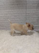 CKC Chihuahua Puppies