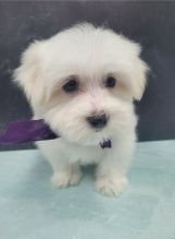 ckc registered Maltese puppies