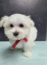 ckc registered Maltese puppies