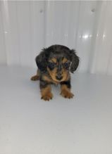 Dachshund Puppies available