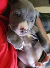 Pitbull puppies now for adoption