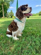 er Spaniel Puppies for Adoption